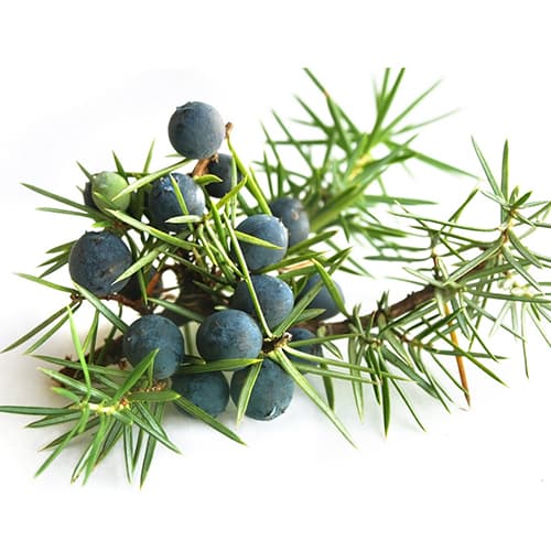 Juniperus-communis-Vitamin-B3 opti Juniperus-communis-Vitamin-B3 opti